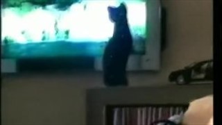 Straightbait heban assugucked przez DILF